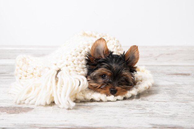 Le chiot se trouve dans la pièce sous une couverture chaude.