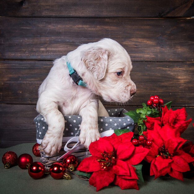 Chiot setter anglais avec des fleurs rouges poinsettia.