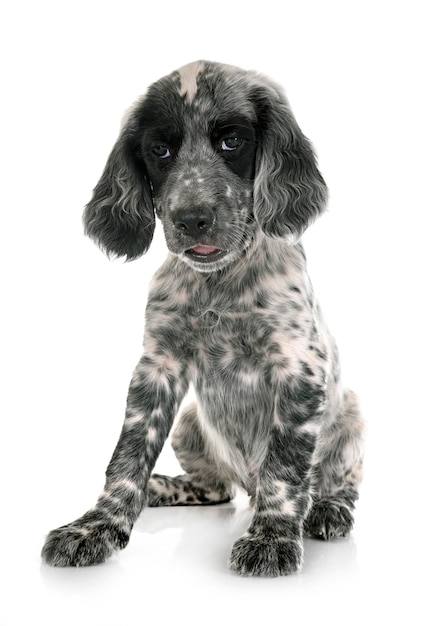 chiot de setter anglais