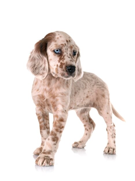 chiot de setter anglais