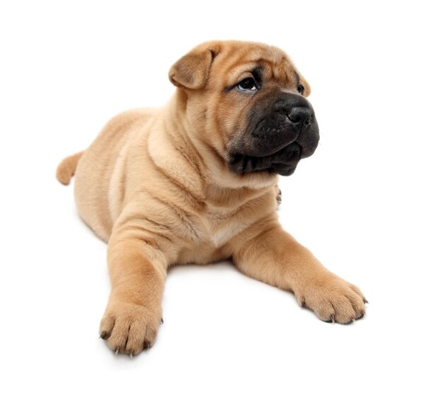 Chiot shar pei