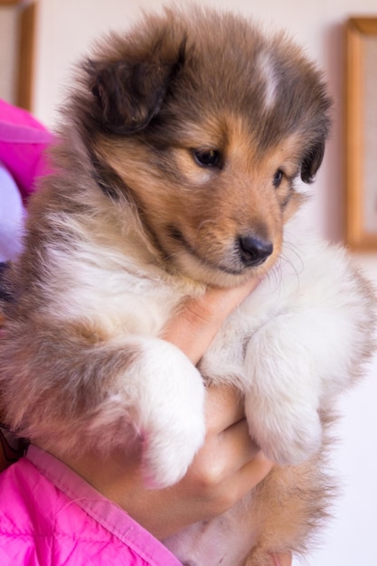 Chiot sheltie rouge mignon