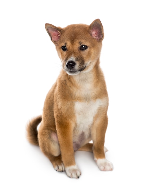 Chiot Shiba Inu assis, isolé sur blanc