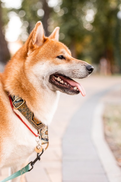 Chiot Shiba Inu rouge debout en plein air