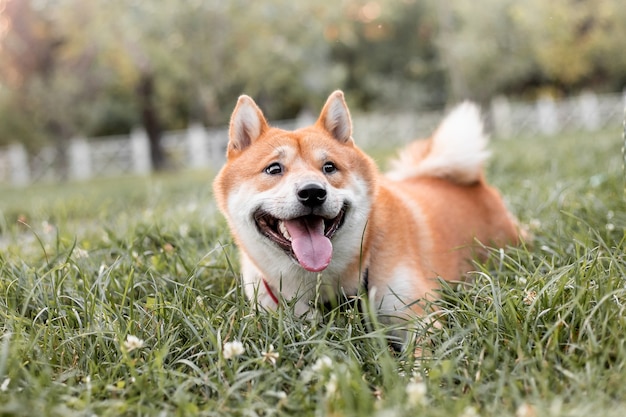 Chiot Shiba Inu rouge debout en plein air