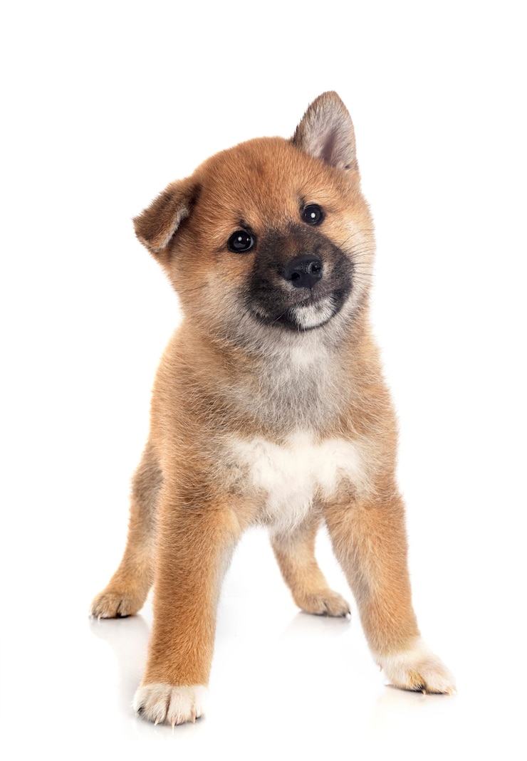 Photo chiot shiba inu