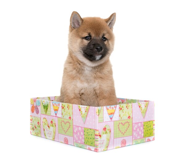 chiot shiba inu