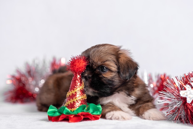 Chiot Shih Tzu sur blanc avec des décorations de Noël. Décor de Noël.