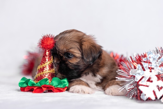 Chiot Shih Tzu sur blanc avec des décorations de Noël. Décor de Noël.