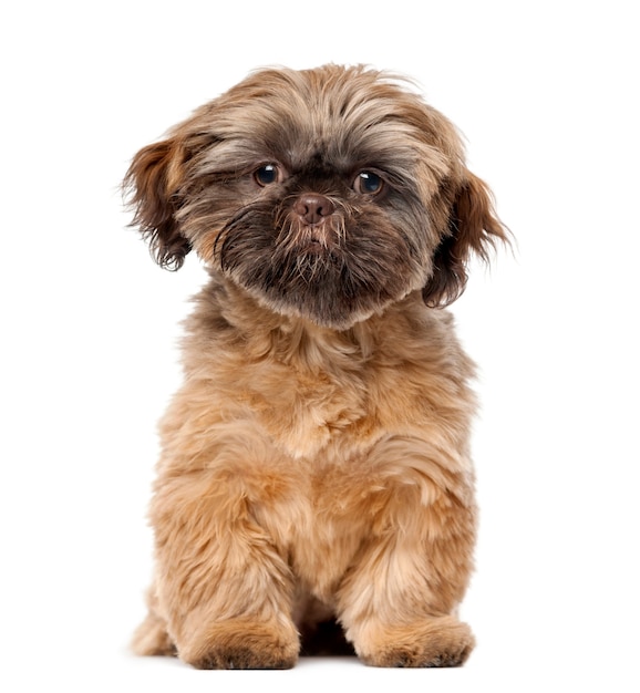 Chiot Shih Tzu devant un mur blanc