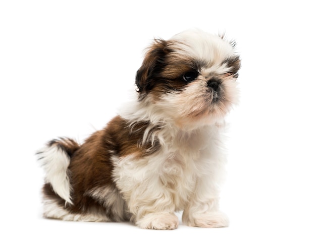 Chiot Shih Tzu devant un mur blanc