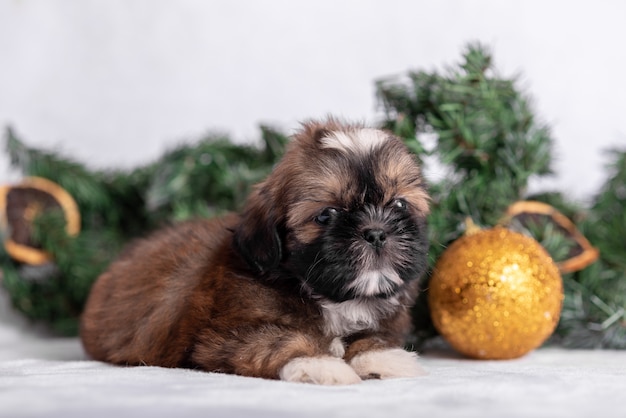 Chiot Shih Tzu sur fond blanc avec des décorations de Noël. Décor de Noël.