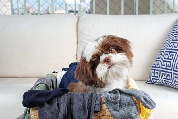 Chiot shih tzu à l'intérieur d'un panier à linge penchant la tête et face à la caméra