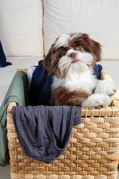 Chiot shih tzu à l'intérieur d'un panier à linge avec son corps tourné sur le côté et face à la caméra