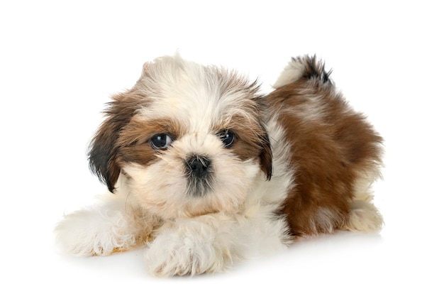 Chiot Shih Tzu isolé sur blanc