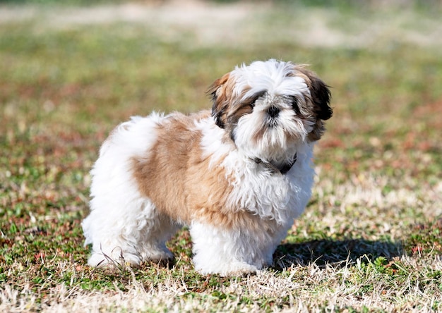 Chiot Shih Tzu en plein air