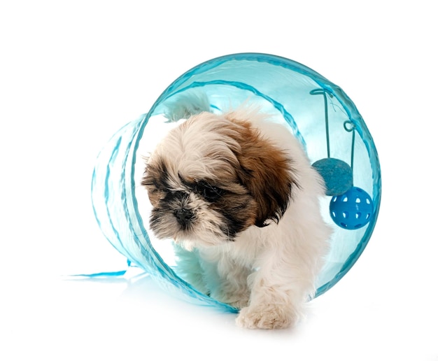 chiot shih tzu en studio