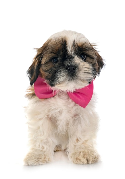 chiot shih tzu en studio