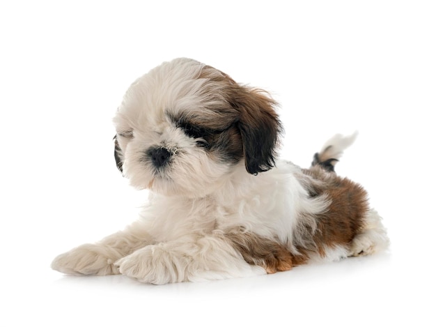 Chiot Shih Tzu En Studio