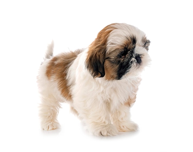 chiot shih tzu en studio