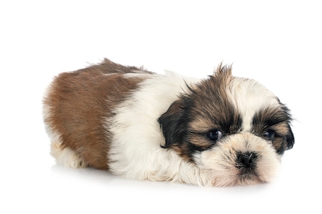 Chiot Shih Tzu