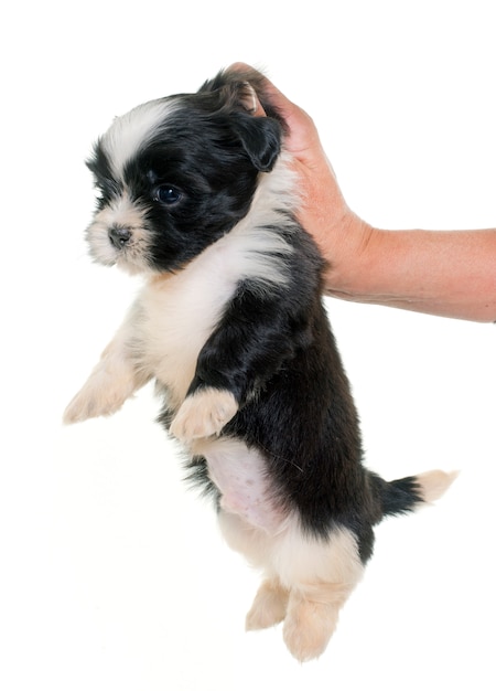 chiot shih tzu