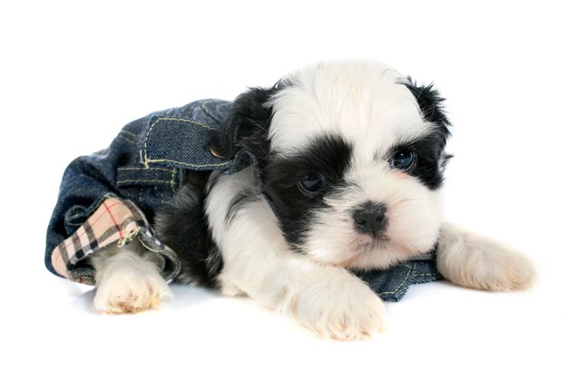 chiot shih tzu