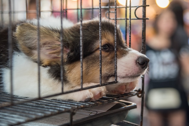 Photo chiot si mignon de dormir seul en cage chien avec tristesse et solitaire