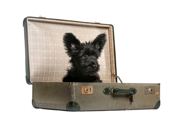 Chiot Skye Terrier assis dans une valise devant un mur blanc