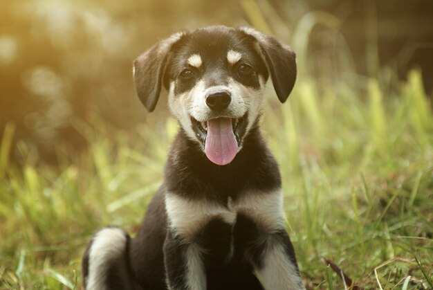 Chiot souriant mignon