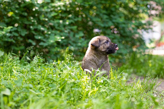 Chiot sourire mignon avec bokeh de feuillage de printemps et résumé de lumière du coucher du soleil