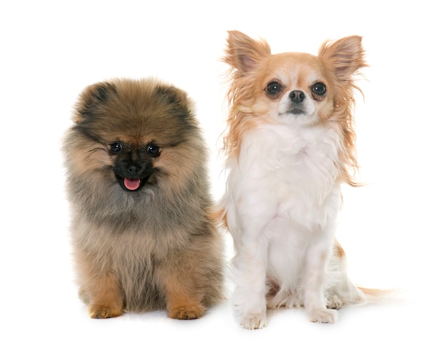 chiot spitz pomeranian et chihuahua