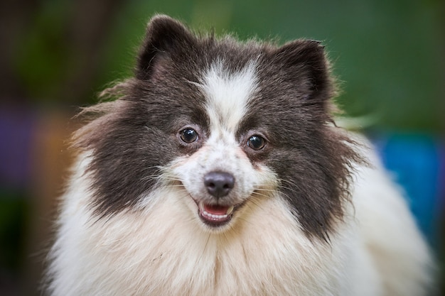 Chiot Spitz de Poméranie dans un jardin