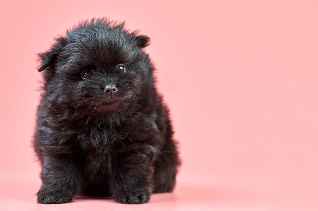 Chiot Spitz de Poméranie sur fond rose