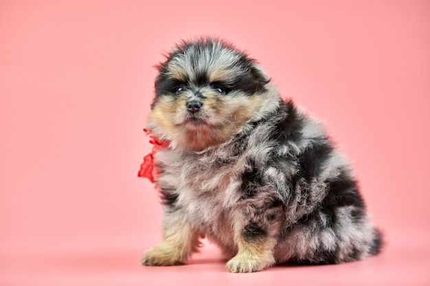 Chiot Spitz de Poméranie sur fond rose