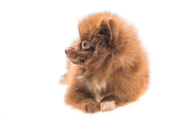 Chiot Spitz de Poméranie