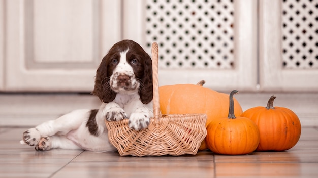 Un chiot Springer Spaniel est assis par un tas de citrouilles.