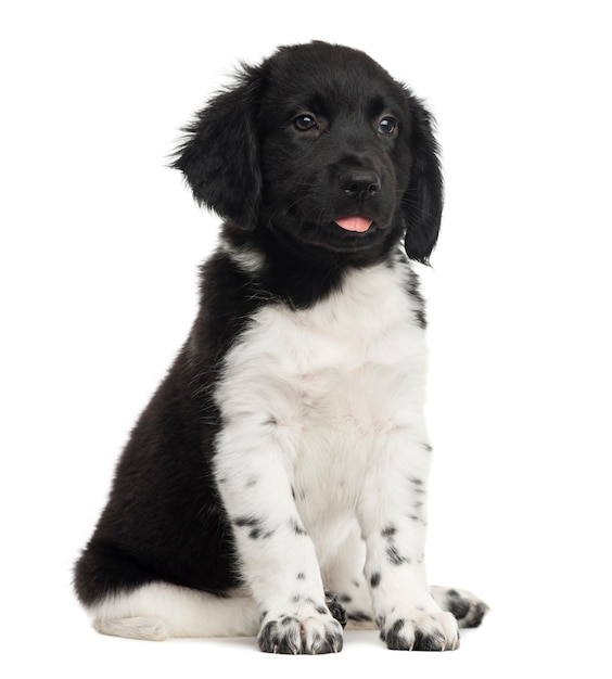 Chiot Stabyhoun assis isolé sur blanc