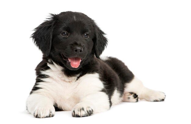 Chiot Stabyhoun couché isolé sur blanc