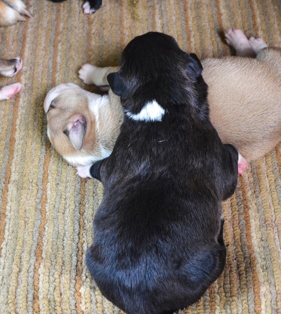 Un chiot de Staffordshire terrier américain qui dort