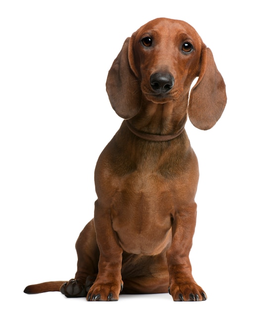 Chiot teckel, 6 mois, assis devant le mur blanc