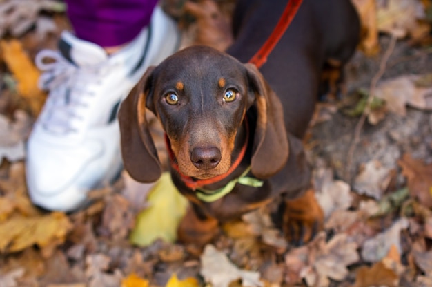 Chiot teckel assis près du propriétaire en plein air