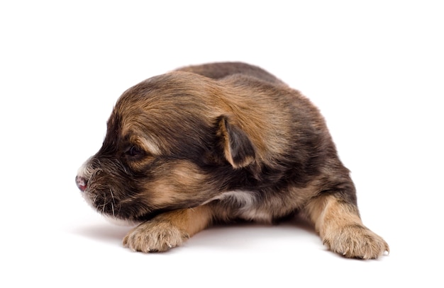 Chiot teckel sur blanc