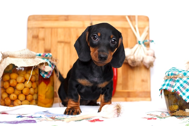 Chiot teckel dans la cuisine