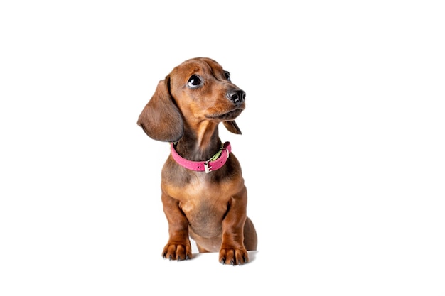 Chiot teckel mignon avec de grands yeux tristes se dresse isolé sur fond blanc