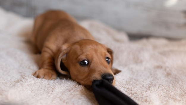 Chiot teckel mignon regardant la caméra sur un fond clair