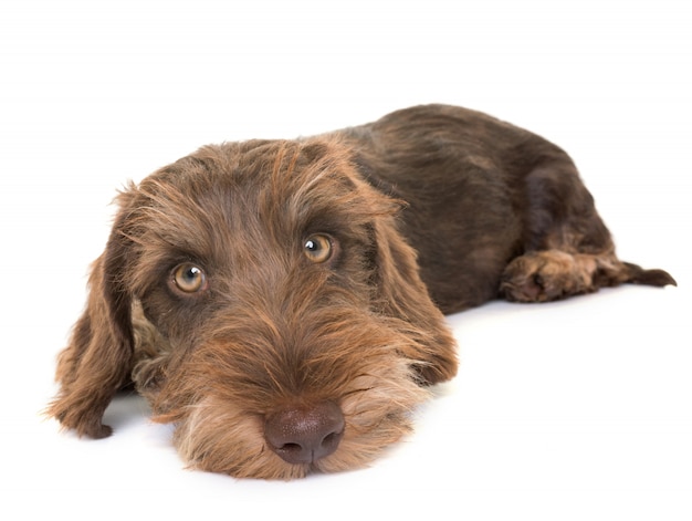 chiot teckel à poil dur