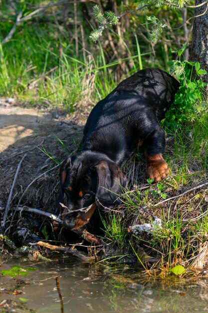 Chiot teckel portrait en gros plan