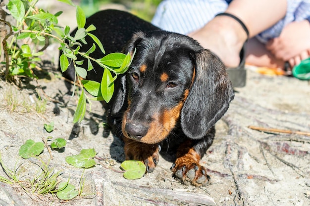 Chiot teckel portrait en gros plan