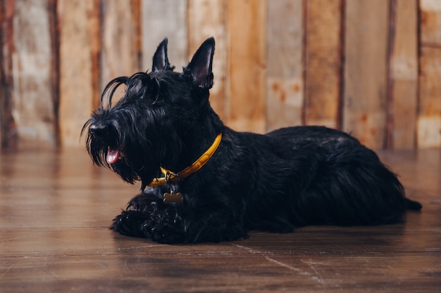 Chiot terrier écossais pose